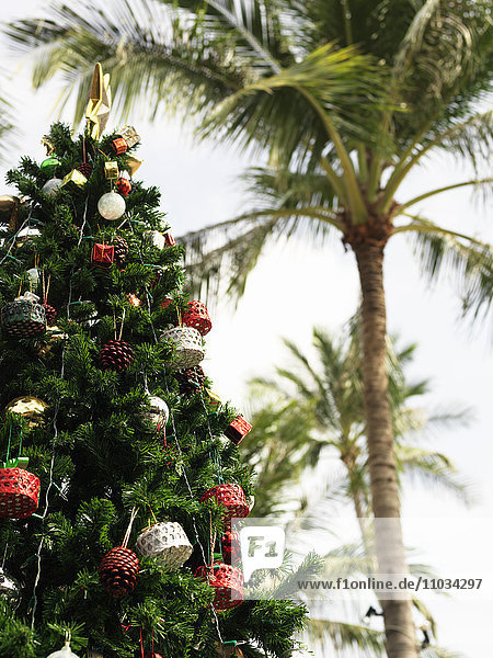 Weihnachtsbaum unter Palmen