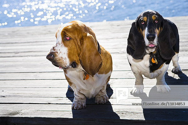 two dogs sitting on a jetty  Sweden.