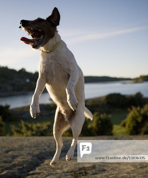 Ein springender Hund  Schweden.