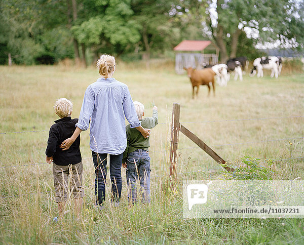 Mutter und Kinder besuchen grasende Kühe  Schweden.