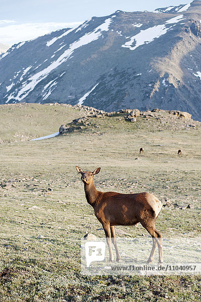 Elchweibchen  Rocky Mountain National Park  Colorado  USA