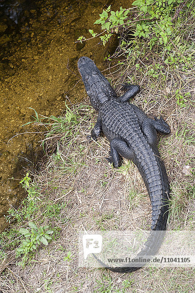 Alligator am Wasser  Everglades National Park  Florida  USA