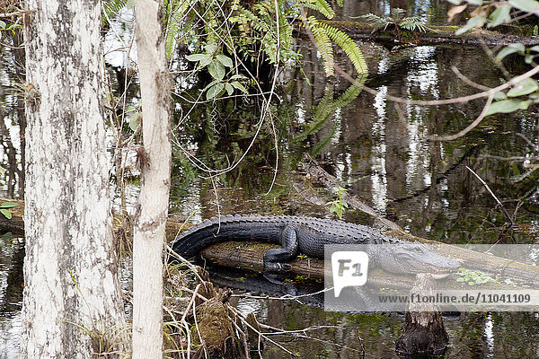 Alligator auf Baumstamm im Everglades National Park  Florida  USA
