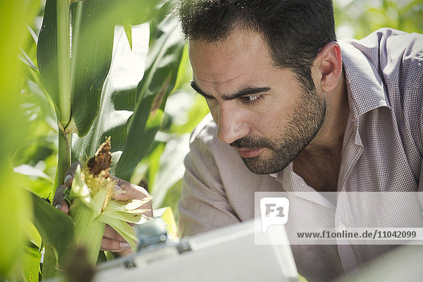 Forscher untersuchen Maisernte auf dem Feld