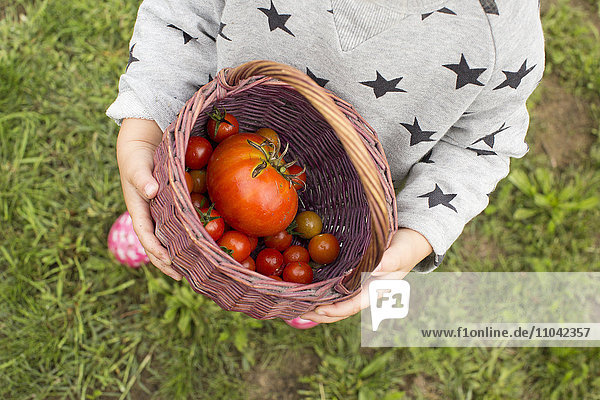 Child carrying basket of freshly picked cherry tomatoes