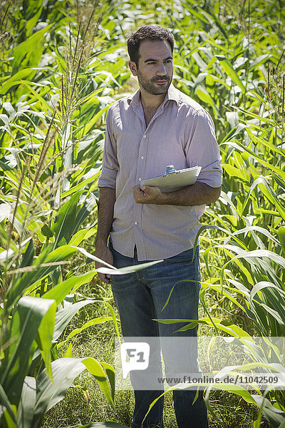 Mann untersucht Getreide im Maisfeld