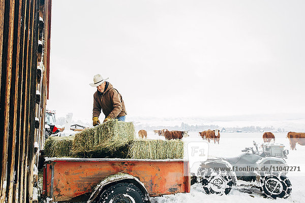 Caucasian farmer hauling hay near snowy barn