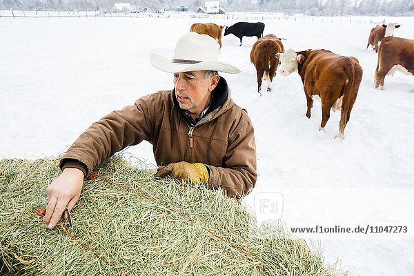 Caucasian farmer hauling hay in snowy field