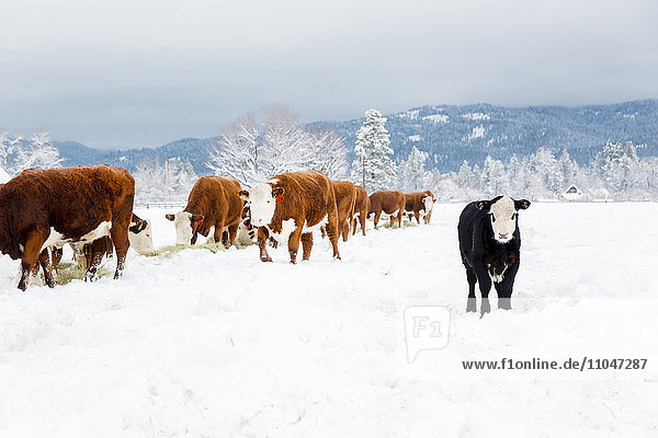 Stehendes Vieh auf einem verschneiten Feld