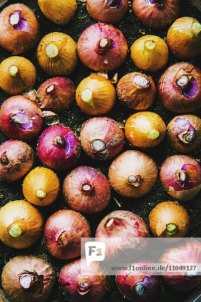 Close up of variety of onions