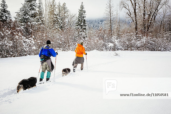 Caucasian couple and dogs cross-country skiing in snowy field