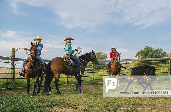 Cowgirls auf dem Pferderücken fangen Rinder auf einer Ranch mit dem Lasso ein