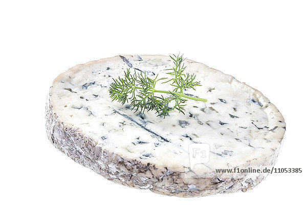Scheibe Fourme d'Ambert  traditioneller französischer Käse  auf weißem Hintergrund.