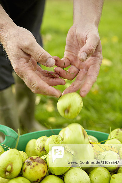 Ein Mann sortiert Äpfel in einem großen grünen Eimer.