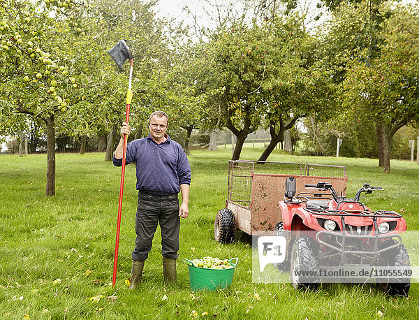 Ein Mann steht in einem Obstgarten mit einem langstieligen Apfelpflücker mit Netz zur Erntezeit.