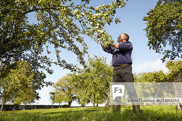 Ein Mann erntet Äpfel von den Zweigen eines Apfelbaums in einem Apfelweingarten.