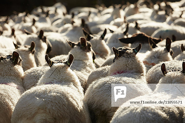 Eine Herde von Schafen mit breitem Rücken und dickem Fell,  die zusammengetrieben werden.