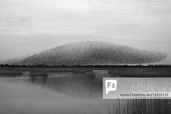 Ein Gemurmel der Stare,  eine spektakuläre Kunstflugvorführung einer großen Anzahl von Vögeln im Flug in der Dämmerung über der Landschaft.