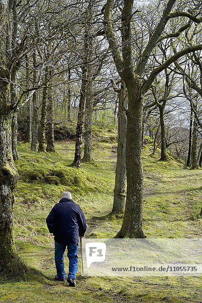 An elderly man using a walking stick  walking through woodland.