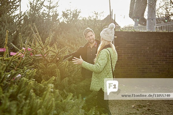 Ein Mann und eine Frau wählen einen traditionellen Kiefern- oder Weihnachtsbaum aus einer großen Auswahl in einem Gartenzentrum.