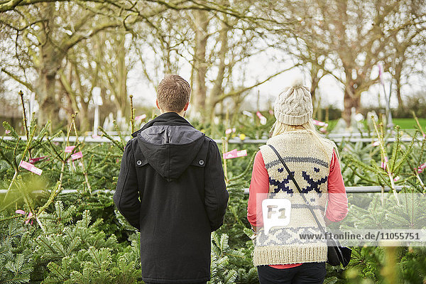 A man and woman choosing a traditional pine tree  Christmas tree from a large selection at a garden centre.