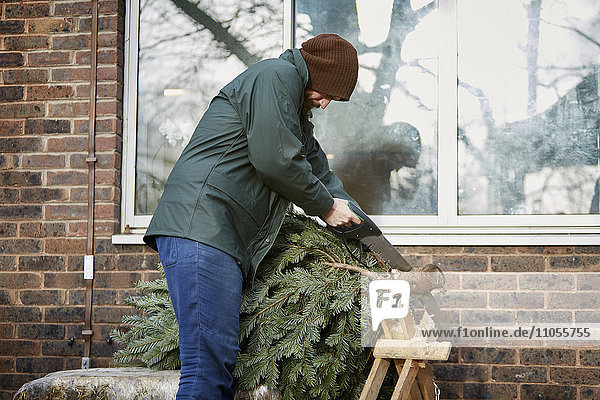 Ein Mann beschneidet das Ende eines traditionellen Kiefernbaums  des Weihnachtsbaums  mit einer Handsäge.