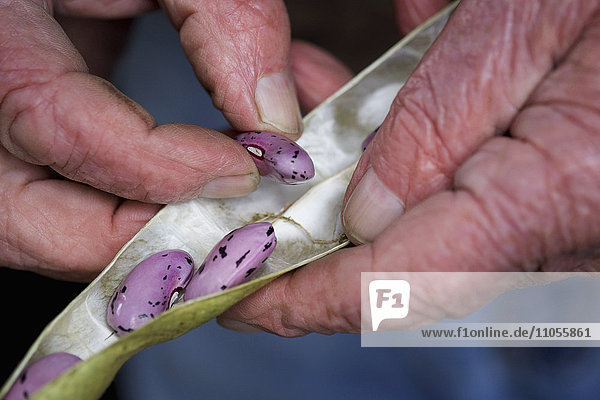 Ein Mann nimmt Samen der Stangenbohnen aus den getrockneten Hülsen.