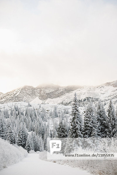 Die Berge im Winter  Kiefernwald in einem Tal mit niedriger Bewölkung und dichtem Schnee.