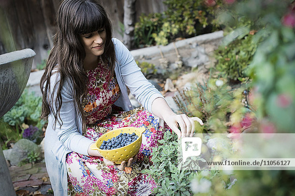 Eine junge Frau pflückt Blaubeeren von Pflanzen im Garten.