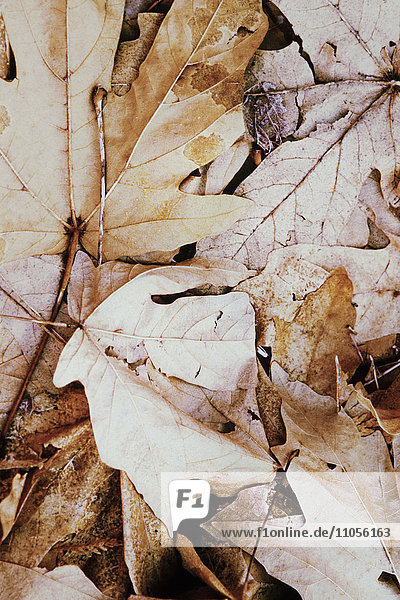 Stapel von getrockneten Ahornblättern im Herbst.