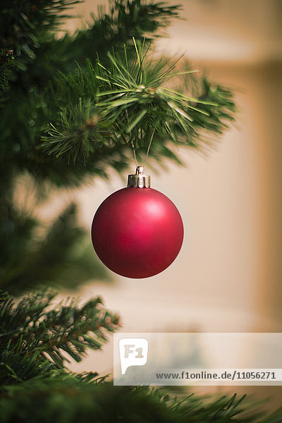 Weihnachtsschmuck. Ein traditioneller echter Weihnachtsbaum  geschmückt mit einer roten Kugel.