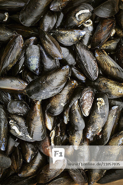 Close up of fresh Black Mussels.