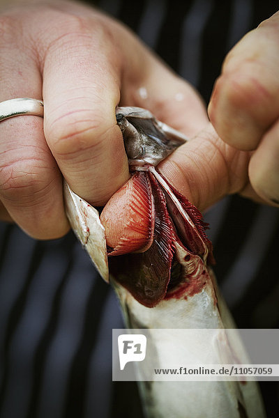 Close up of a chef gutting a Mackerel.