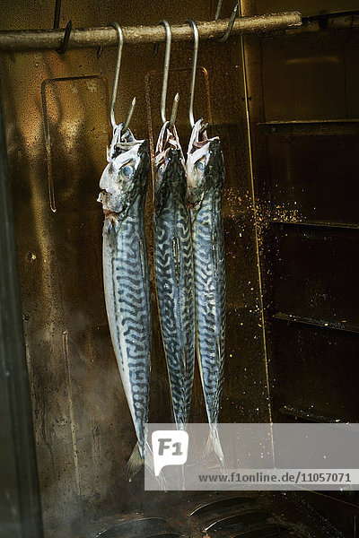 Three mackerel hanging in a fish smoker.