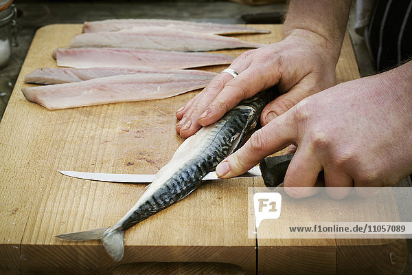 Close up of a chef filleting a fresh Mackerel.