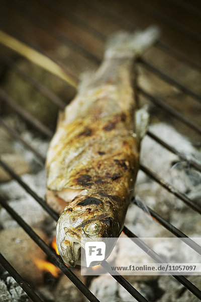 Close up of a grilled fish on a barbecue.