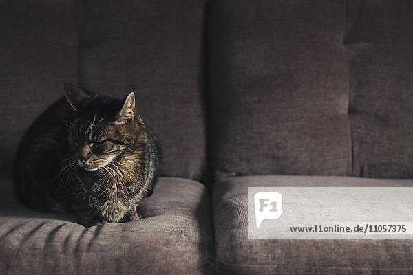 Eine Katze sitzt auf einem grauen Sofa.