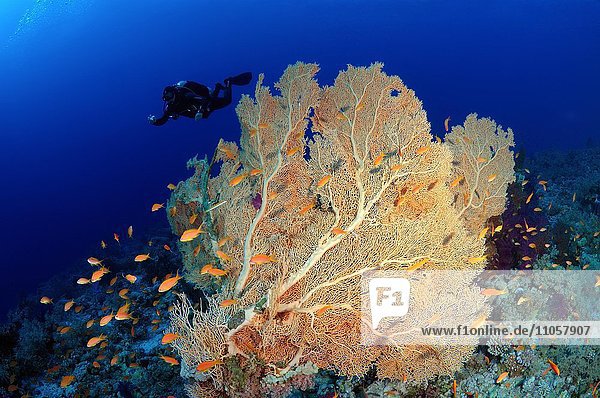 Venus sea fan (Gorgonia flabellum)  soft coral  Ras Muhammad National Park  Sinai  Red Sea  Egypt  Africa