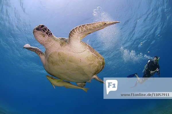 Diver swimming next to green sea turtle (Chelonia mydas)  Red Sea  Marsa Alam  Abu Dabab  Egypt  Africa