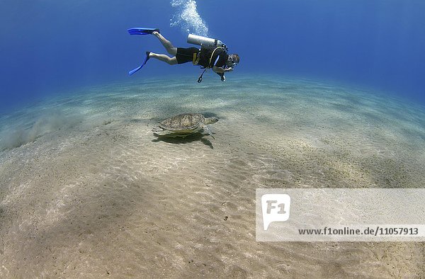 Taucher schwimmt neben Suppenschildkröte (Chelonia mydas)  Rotes Meer  Marsa Alam  Abu Dabab  Ägypten  Afrika