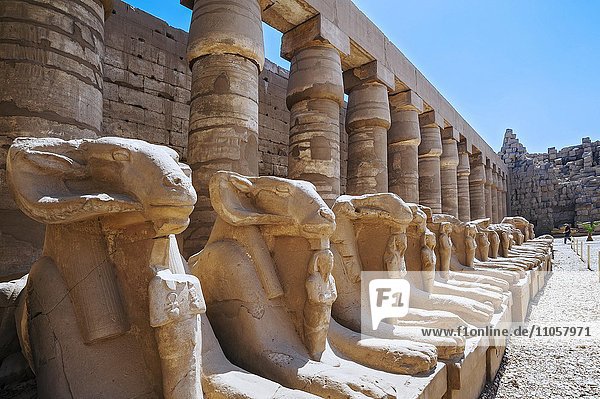 Allee der widderköpfigen Sphinxen am Karnak Tempel  Karnak  Luxor  Ägypten  Afrika