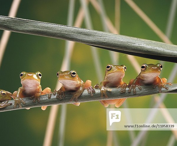 Laubfrösche (Litoria infrafrenata) sitzen nebeneinander auf Grashalm