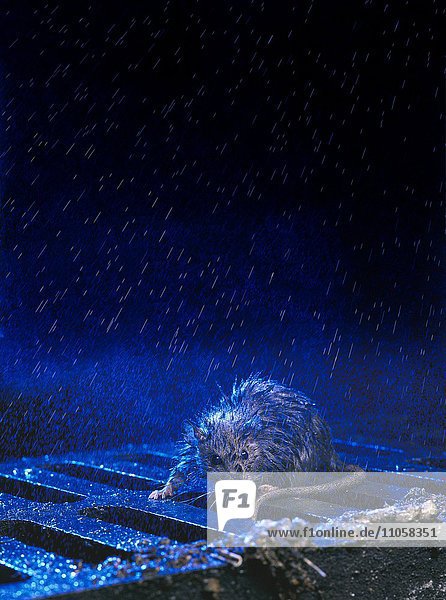Wanderratte (Rattus norvegicus) Kanaldeckel Regen Nacht