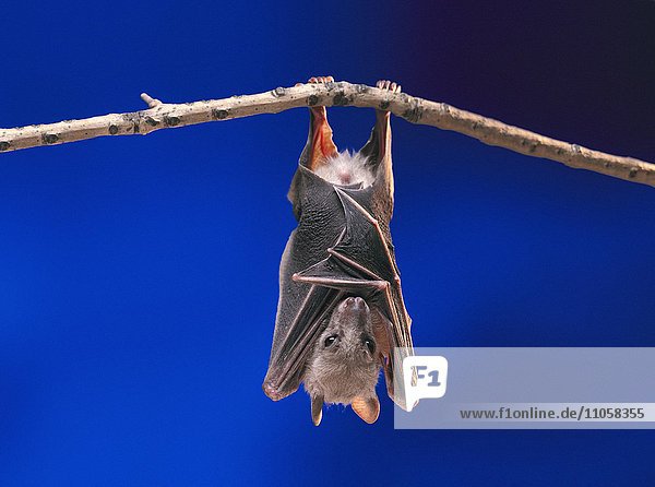 Flughund (Pteropus medius) ruht kopfüber an Ast hängend