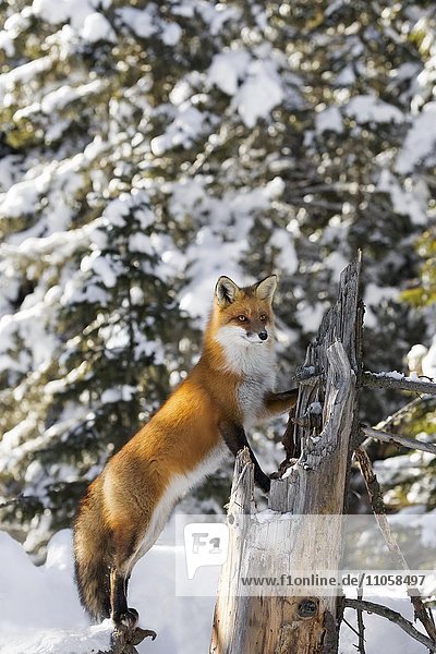 Red Fox (Vulpes vulpes)  adult on the outlook  standing in snow  Algonquin Park  Ontario