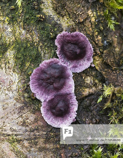 Violetter Knorpelschichtpilz (Chondrostereum purpureum) auf Totholz  ungenießbar  Rüsselsheim am Main  Hessen  Deutschland  Europa