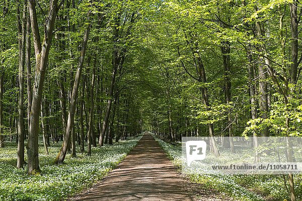 Weg durch Laubwald mit blühendem Bärlauch (Allium ursinum) im Frühling  Rüsselsheim am Main  Hessen  Deutschland  Europa