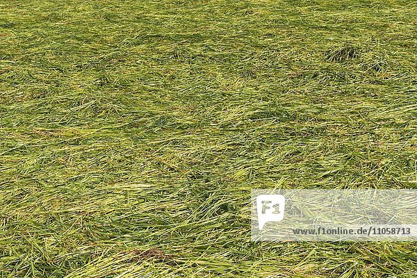 Frisch gemähte Futterwiese  Wiese mit abgemähtem Gras zum Trocknen  Hessen  Deutschland  Europa