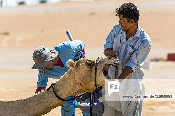 Dromedar (Camelus dromedarius) bei einer ärztlichen Untersuchung  Vereinigte Arabische Emirate  Asien