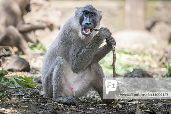 Drill (Mandrillus leucophaeus)  captive  Primate Sanctuary  Limbé  Region Süd-West  Kamerun  Afrika